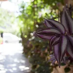 Pensjonat Violeta 7