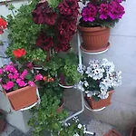 Violeta 7 4*