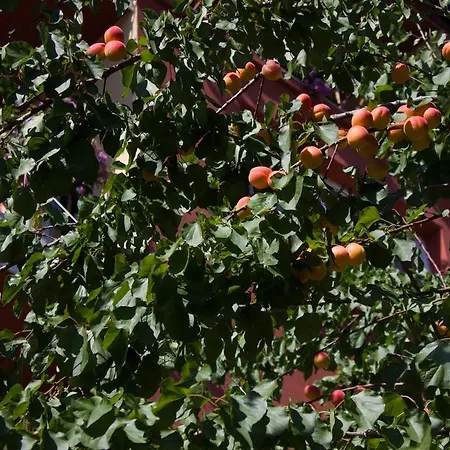 Гостевой дом Violeta 7 Несебр