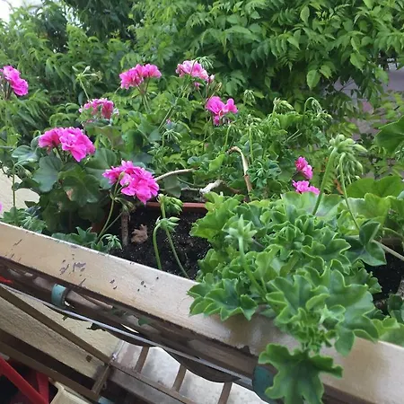 Violeta 7 Πανσιόν 4*