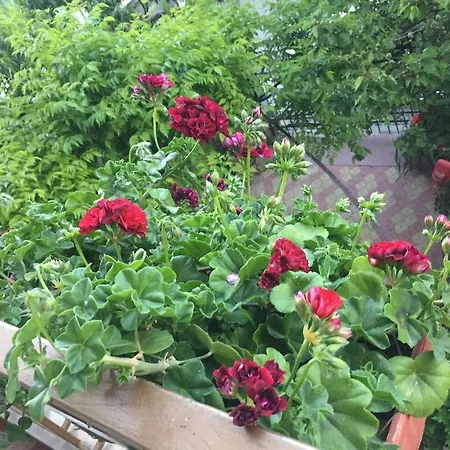 Violeta 7 Νεσέμπαρ