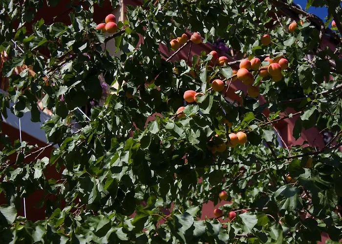 Casa de hóspedes Violeta 7 Nesebar