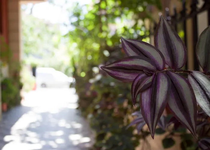 Casa de hóspedes Violeta 7