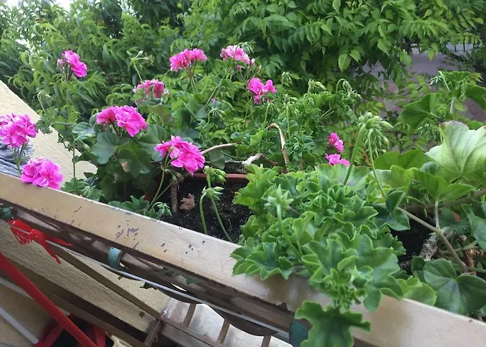 Violeta 7 Casa de hóspedes 4*